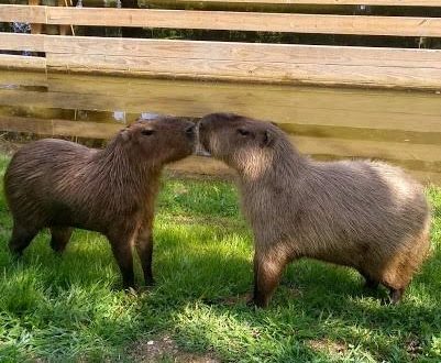 Capybara Pair Added to County Zoo Family