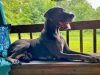 Great Danes of the Ozarks