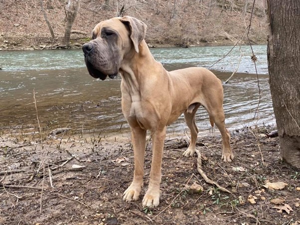 Great Danes of the Ozarks