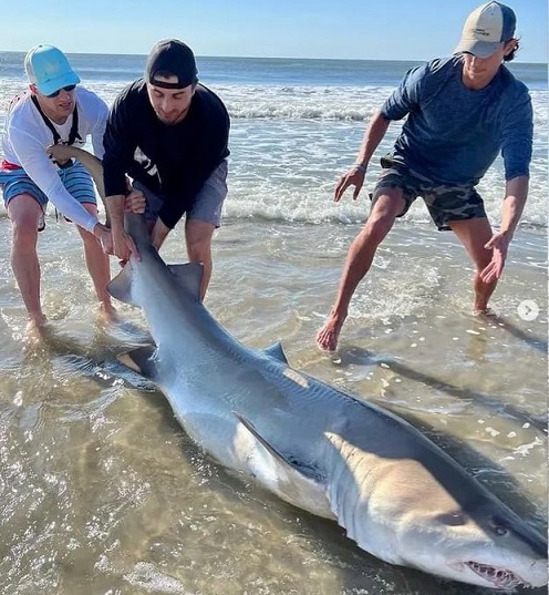 https://seaislenews.com/wp-content/uploads/sites/3/2022/07/1.4-Sea-Isle-Sharks-sand-tiger-shark.jpg