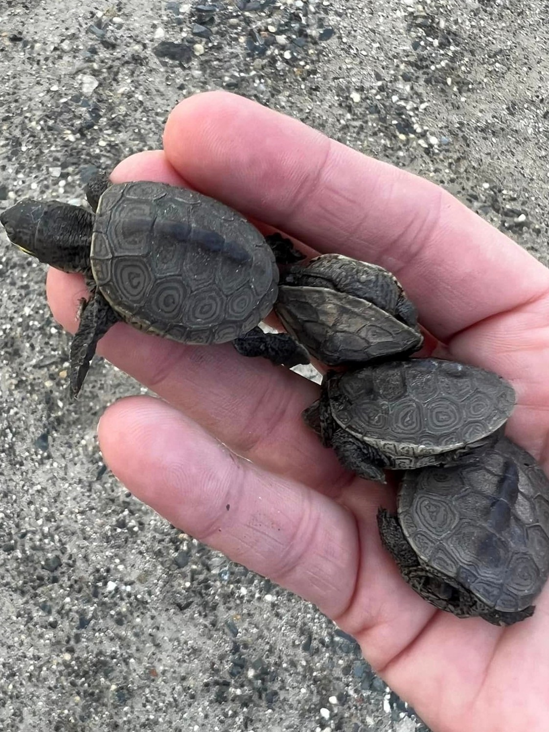 Baby Turtles on the Move in Sea Isle